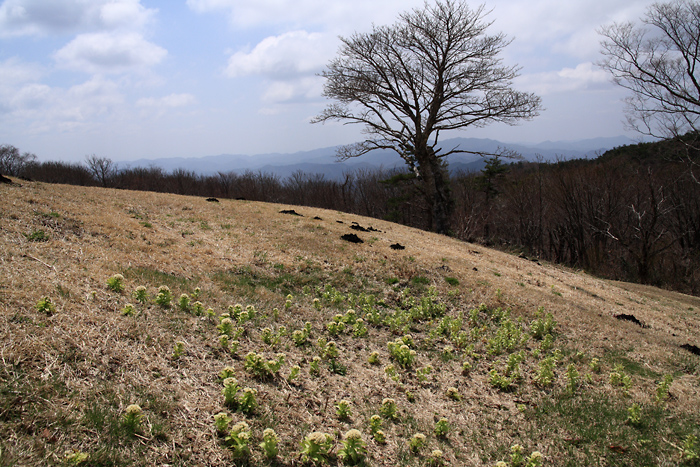 早春の山_d0124866_22275367.jpg