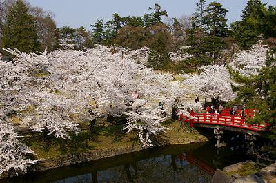 弘前公園、今日現在の桜開花情報は…_d0131668_21312956.jpg