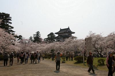 弘前公園、今日現在の桜開花情報は…_d0131668_21322621.jpg