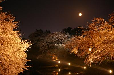 弘前公園、今日現在の桜開花情報は…_d0131668_2137204.jpg