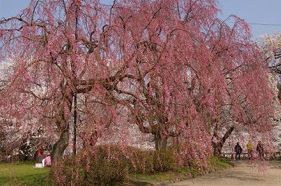 弘前公園、今日現在の桜開花情報は…_d0131668_2137260.jpg
