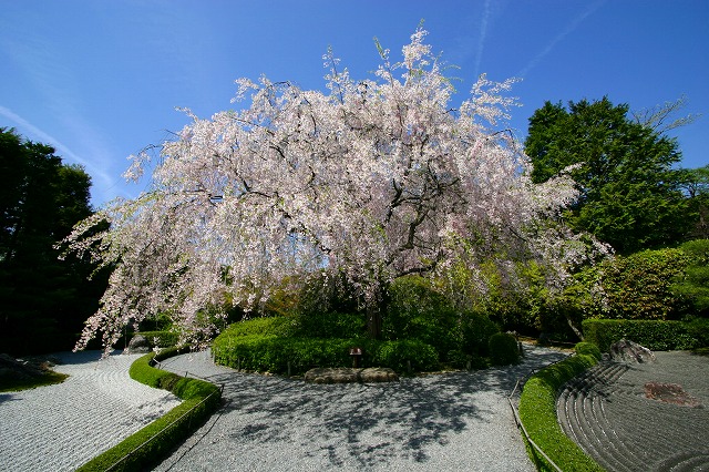 京都の桜　妙心寺　退蔵院の枝垂れ桜_d0141068_2248676.jpg