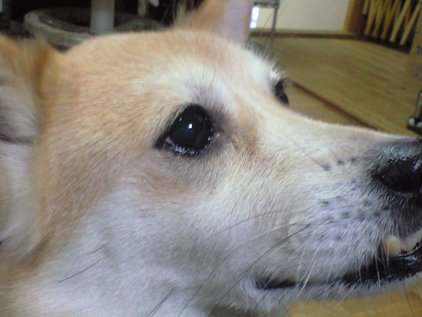 くーの お誕生日~♪_e0123286_19215348.jpg