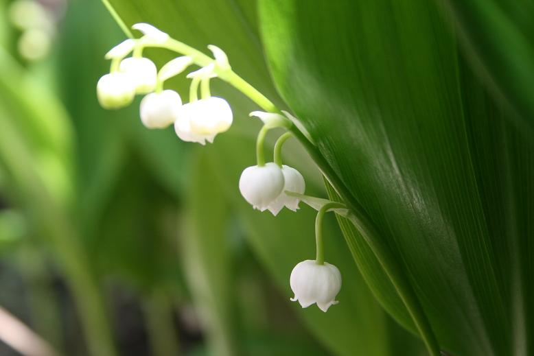 今日も花、花_f0109592_2222330.jpg