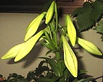 ●飛び出し百合_d0053294_7204314.jpg