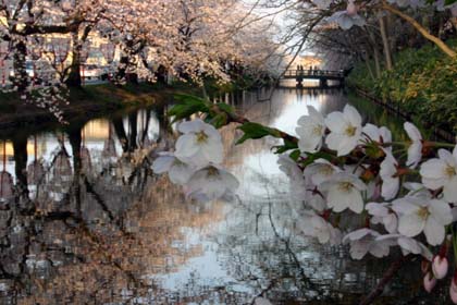 弘前城、桜満開！_b0084701_15403930.jpg