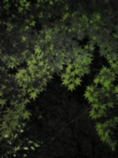 d0052904_11122159.jpg