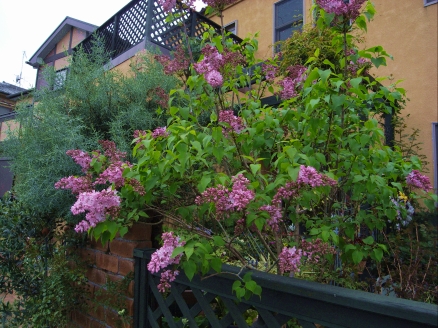 チューリップの花壇と、ライラック_f0065604_22282240.jpg