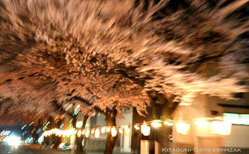 青森の桜2008_a0015106_122870.jpg