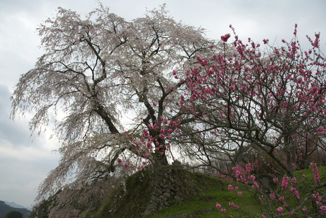 関西の桜を求めて_c0149907_15191091.jpg