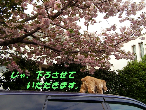マリちゃん、最後の花見をする_b0067012_1043611.jpg