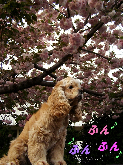 マリちゃん、最後の花見をする_b0067012_9594157.jpg
