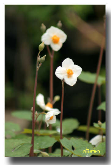 我が家の花 白い花 花の訪れ