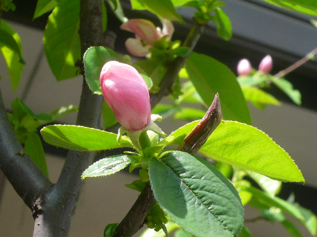 e0026017_22582424.jpg