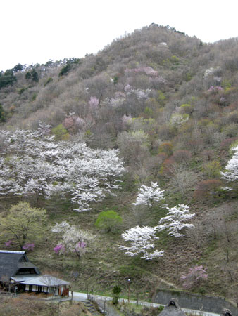 新緑の上野原を越えて奥多摩湖へ....その３_e0123825_20297.jpg