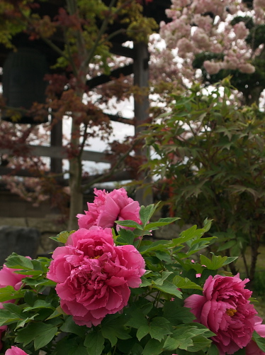 桜便り2008～奈良･新家長福寺～　(4/19)_e0080133_0252741.jpg