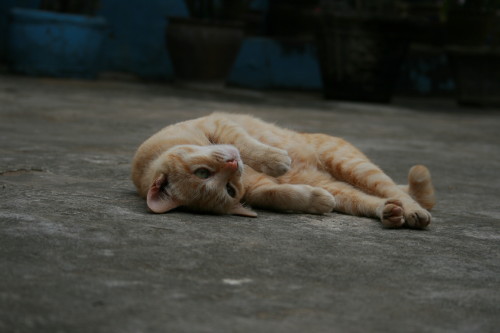 ラオスのねこ寺_d0098941_14502086.jpg