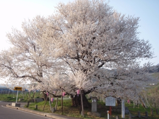 宇木の千歳桜_a0023246_21512753.jpg