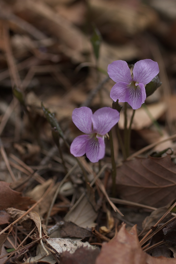 c0008948_2333289.jpg