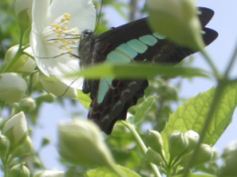 c0145449_23513938.jpg
