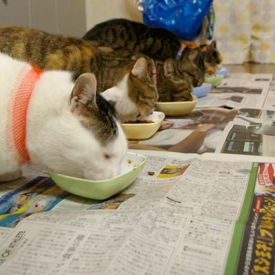 食事風景続き_a0028451_1535133.jpg