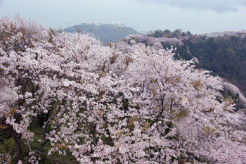 岩城島をたずねて_d0151354_218347.jpg