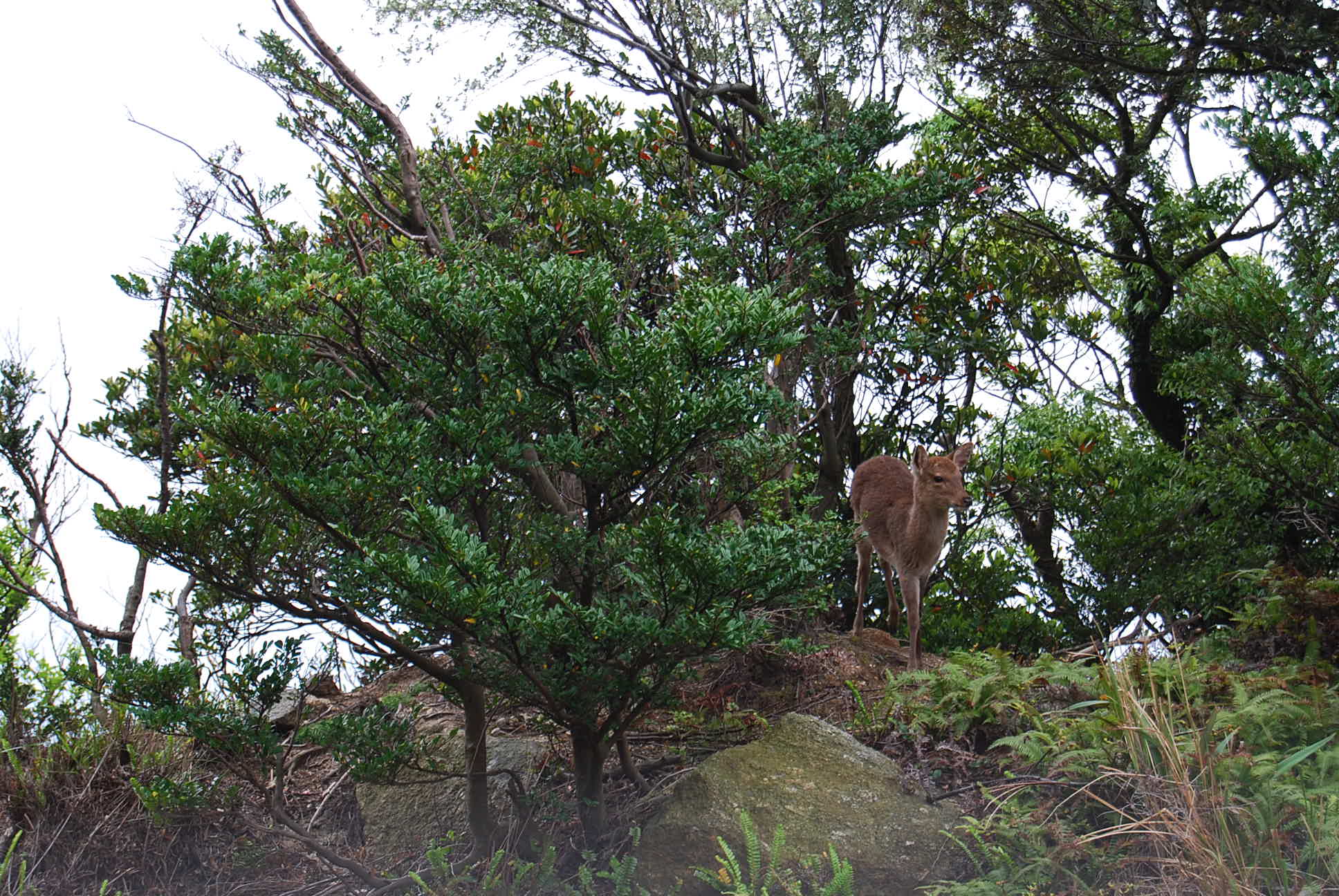 屋久島の旅　2日目_e0142956_13305777.jpg