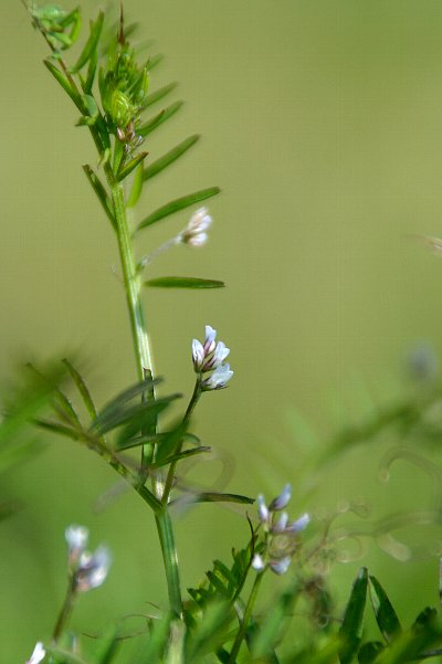 雑草と呼ばれる花々　　　№　26_f0103667_7431637.jpg