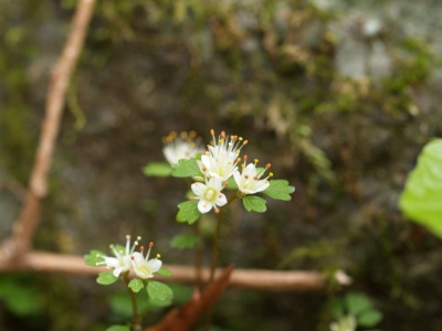 早春の山の花たち_d0025568_1483942.jpg