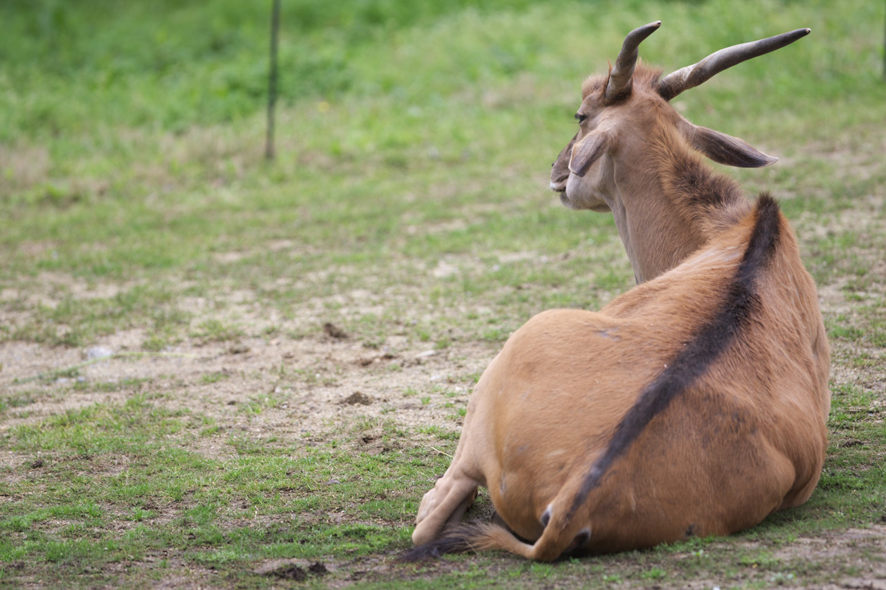 天王寺動物園407_e0060169_6423575.jpg