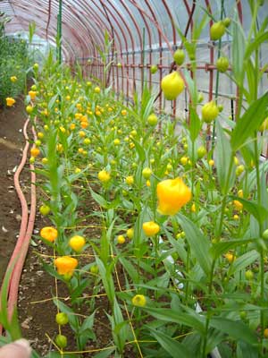 ユリの花束（島内用）_e0097770_671489.jpg