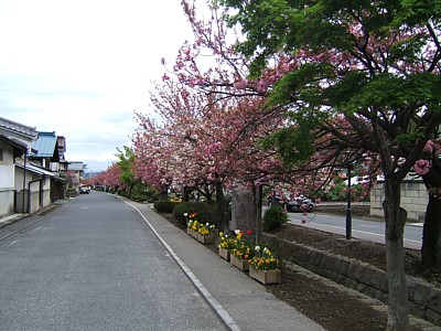 2008.04.19 　白井宿　八重桜_b0017873_4562544.jpg