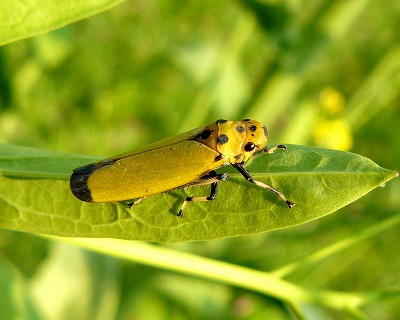 黄色いバナナ虫が越冬から目覚めた 蝶 チョウ ゆっくり歩き 千蟲譜物語