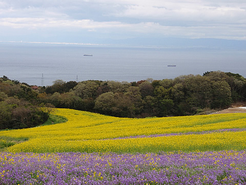 お魚ランチとあわじ花さじき　　　兵庫／淡路島_d0074578_20425520.jpg