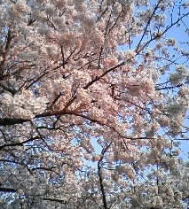 桜！！満開！！_b0124995_18354952.jpg