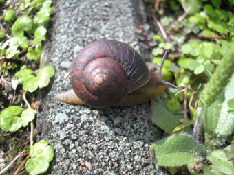 オオゴマダラと浦添大公園_e0083097_1221121.jpg