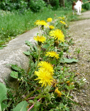 f0146198_2474783.jpg