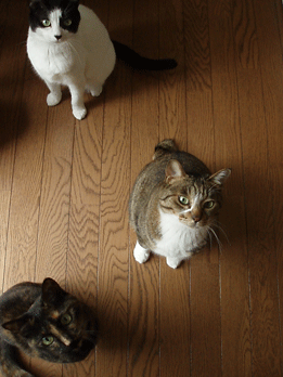 c0129702_2218640.gif