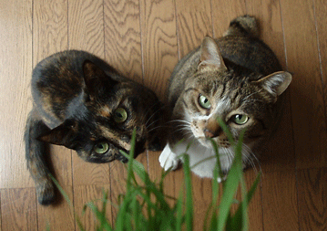c0129702_2227110.gif