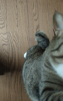 c0129702_22275588.gif