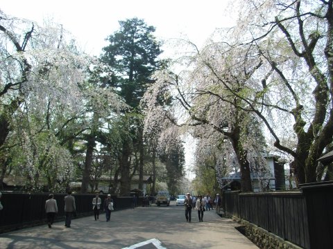 角館の桜（武家屋敷）_f0080102_20214339.jpg