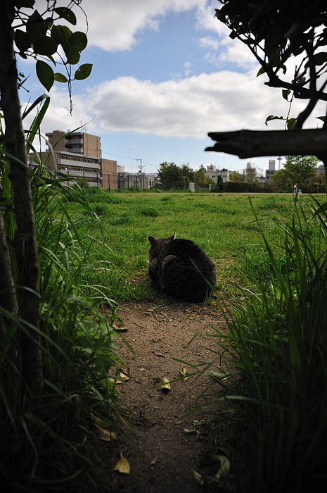 街角ニャンコ・何してござる？_f0032011_19481633.jpg