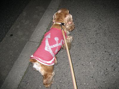 用心棒_a0064213_22562996.jpg