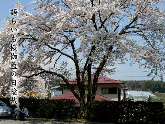 木陰_e0099713_2134447.jpg