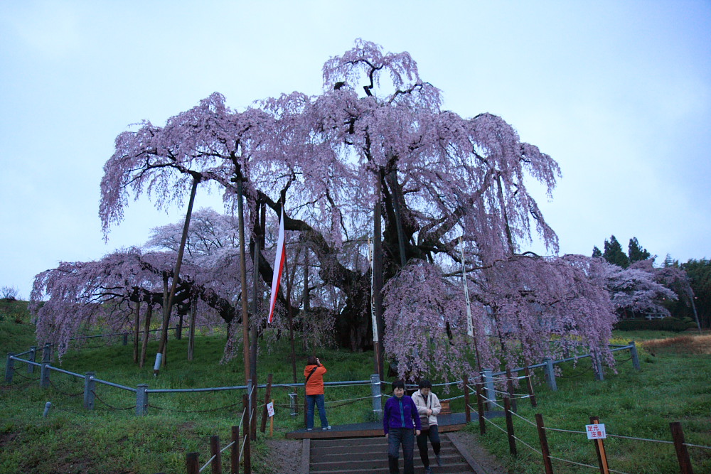 桜　三春の滝桜_c0100217_22261441.jpg