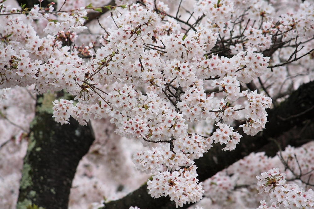 桜　三春の滝桜_c0100217_2237784.jpg