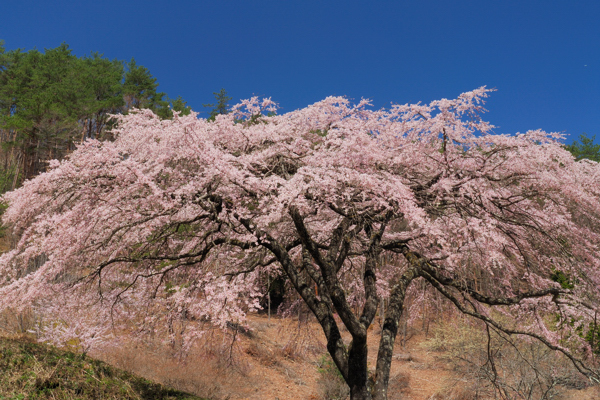 桜のある風景（18）_f0144018_20462432.jpg