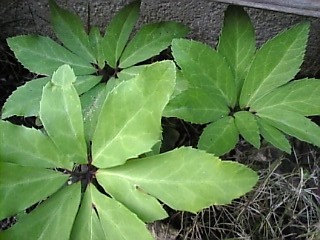 e0142628_17121100.jpg