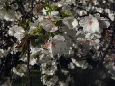 一才桜と山桜　　_d0088332_1673143.jpg