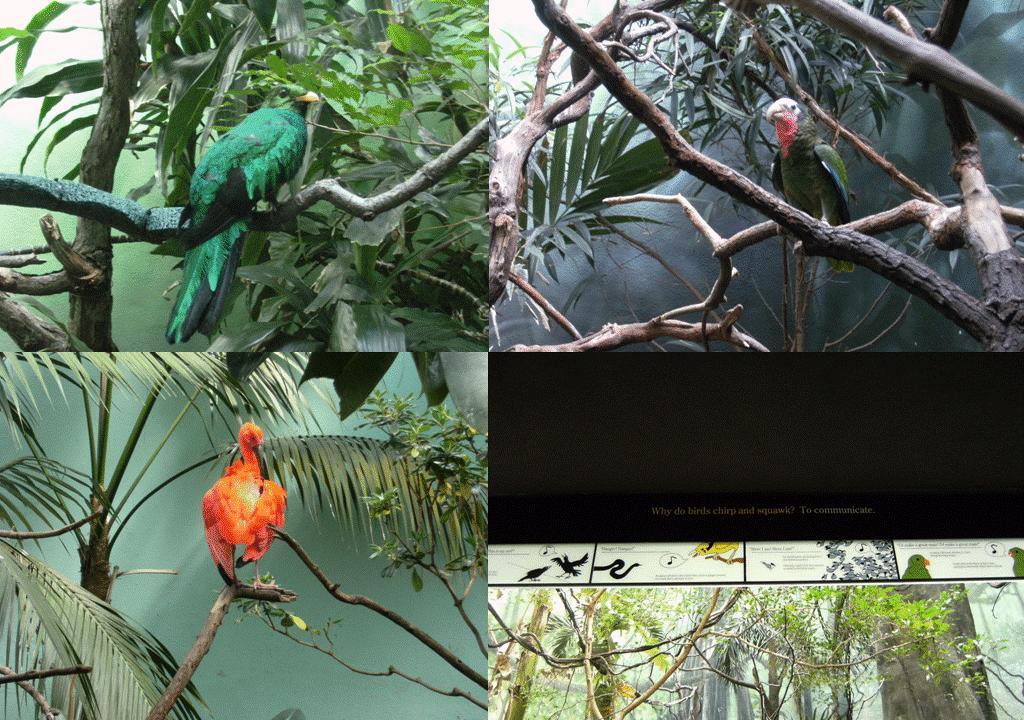 Bronx Zoo (鏡の間を求めて) : Pathfinder Initiative